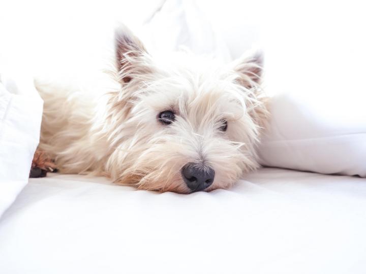 Royal Oak Hotel Best Western Plus | San Luis Obispo, California | 9